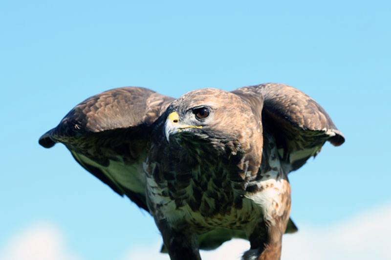 image of a hawk by dtb