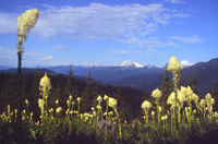 picture of blooming  beargrass and mountain in distance